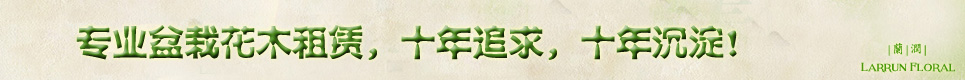 杭州绿植租赁-杭州花卉租摆-杭州植物租赁-绿植租摆-浙大团队品质保障