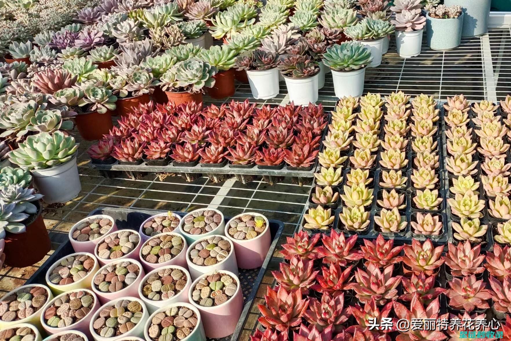 多肉植物养护：如何处理多肉植物的徒长问题 (多肉植物养护方法)